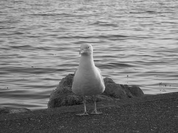 Seagull on a lake