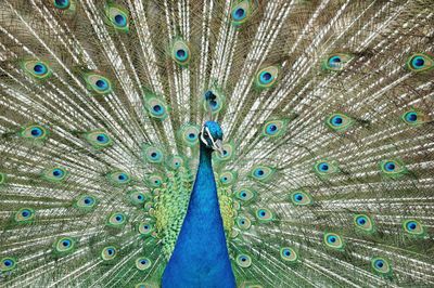 Close-up of peacock