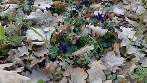 High angle view of flowers