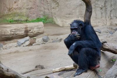 Monkey sitting in zoo
