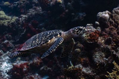 Fish swimming in sea