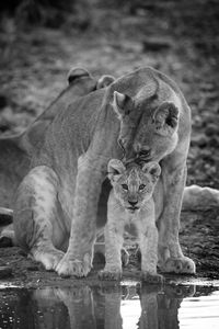 Mono lioness nuzzling cub by water hole