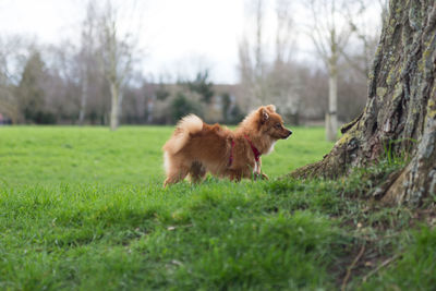 View of a dog on field