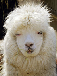 Close-up portrait of sheep