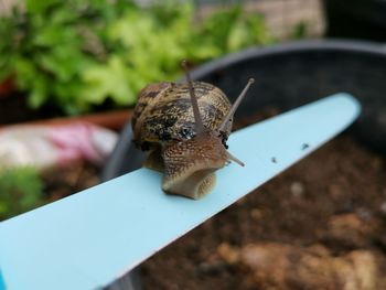 A snail creeps along the edge of a knife