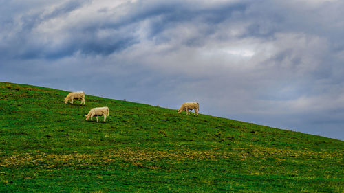 Sheep grazing in a field