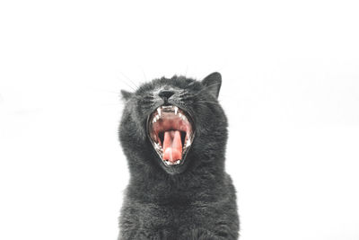 Close-up of cat yawning against white background