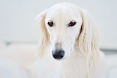 Close-up portrait of white dog