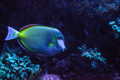 Close-up of fish underwater