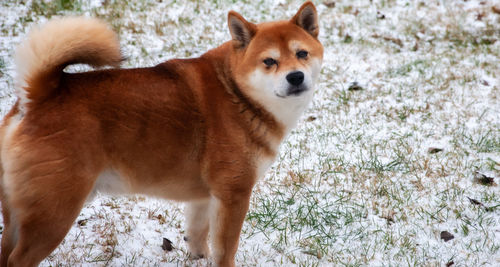 View of dog standing on land