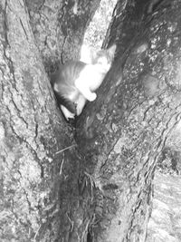 Close-up of cat on tree