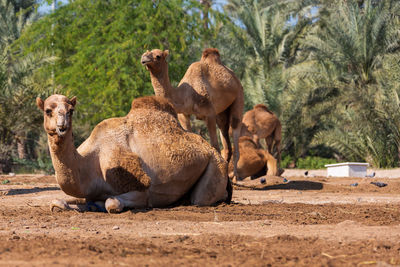 Camels in the desert oasis.