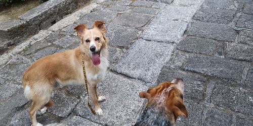 High angle portrait of a dog