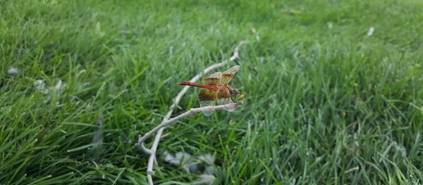 Close-up of insect on grass