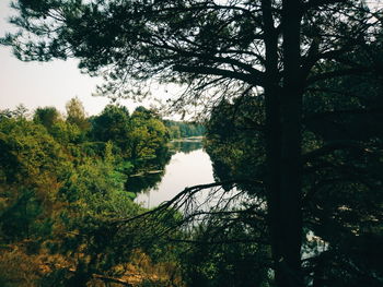 Trees growing in water