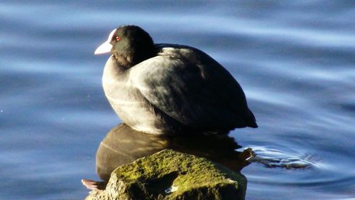 Close-up of bird on water