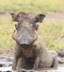 Close-up portrait of elephant