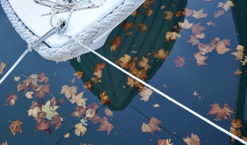 High angle view of leaves floating on lake