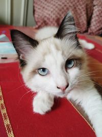Close-up portrait of a cat