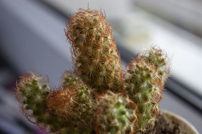 Close-up of cactus plant growing outdoors