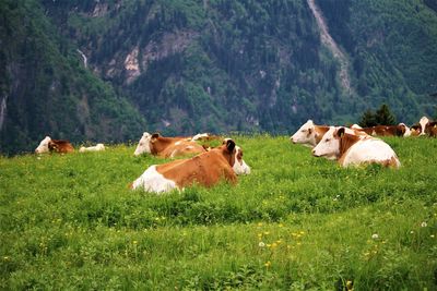 Cows grazing in a field