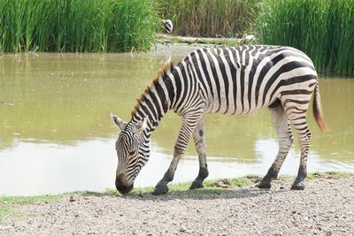Zebra standing in a lake