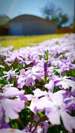 Close-up of pink flowers