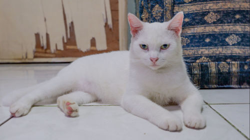 Portrait of cat sitting on floor