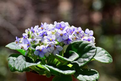 Close-up of purple flowering plant