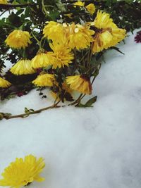 Close-up of yellow flowers blooming outdoors