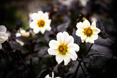 Close-up of white flowers blooming outdoors