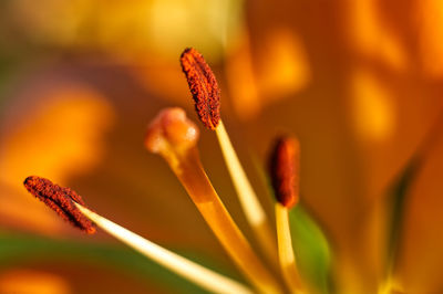 Close-up of yellow flowering plant