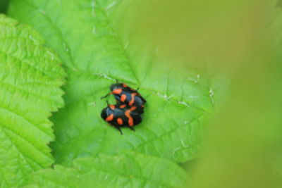 Close-up of ladybug on leaf