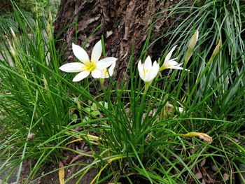 Close-up of white crocus blooming on field