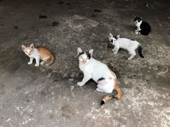 High angle view of group cats on cement 