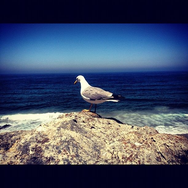 sea, bird, animal themes, one animal, animals in the wild, wildlife, seagull, water, horizon over water, transfer print, clear sky, full length, nature, blue, copy space, auto post production filter, beach, rock - object, beauty in nature, wave