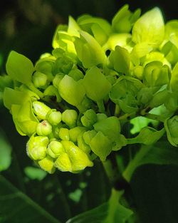 Close-up of green plant