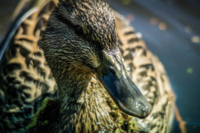 Close-up of a bird