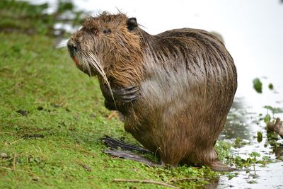 Side view of beaver at lakeshore