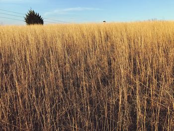 Wheat field against sky