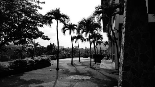 Palm trees by swimming pool in city against sky