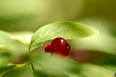 Close-up of strawberry on plant