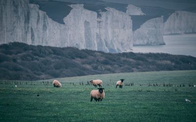 Sheep grazing on grassy field against mountain