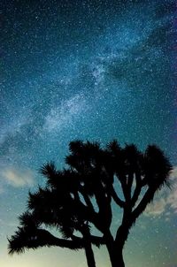 Low angle view of silhouette tree against sky at night