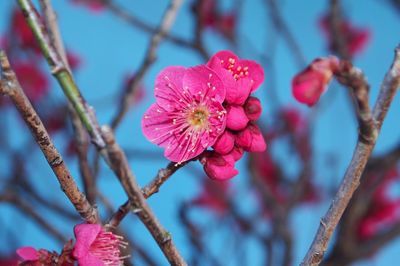 Close-up of pink flowers