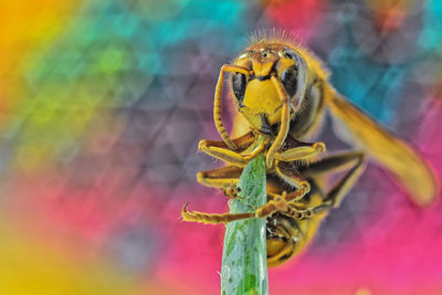 Close-up of bee on leaf