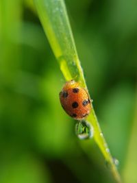 Close-up of ladybug on plant