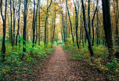 Trees in forest during autumn