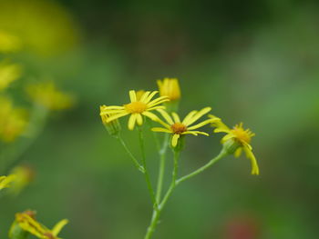 Close-up of yellow flowers blooming outdoors
