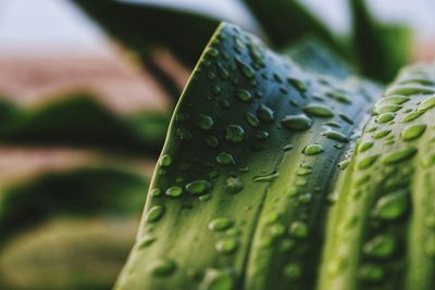 Close-up of wet leaf